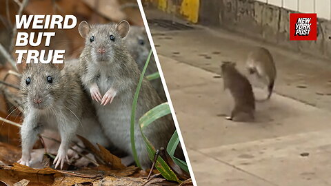 Best rat fights ever! Subway brawls, pizza rats & more fists of 'furry' | Weird But True