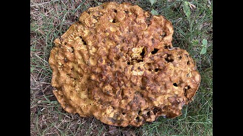 Germ Theory vs. Terrain Theory