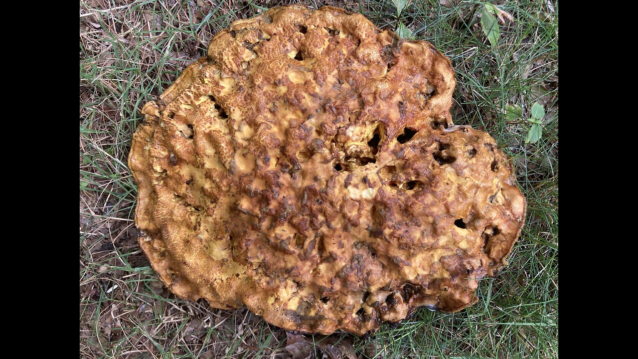 Germ Theory vs. Terrain Theory