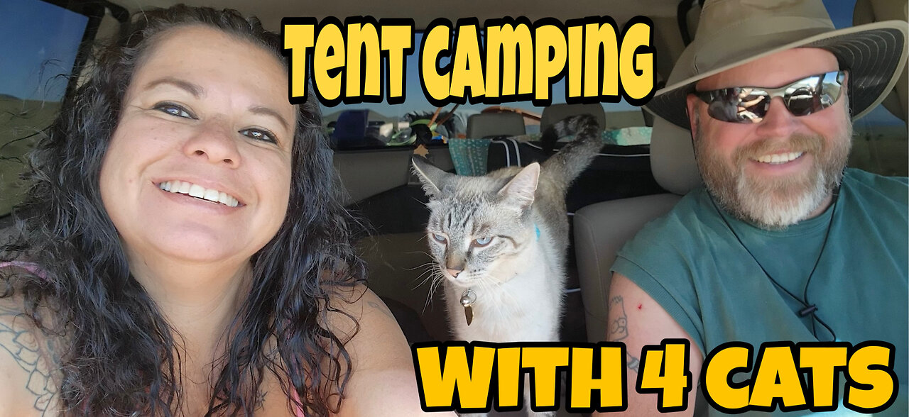 Pre-Upload Summer of 2024-ten camping with 4 cats