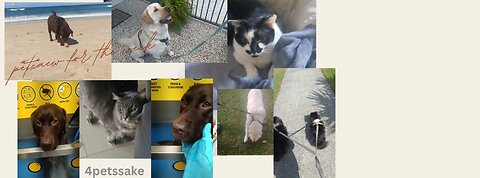 Pet care for the week 🤍