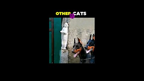 Watch this cat🐱💀☠️