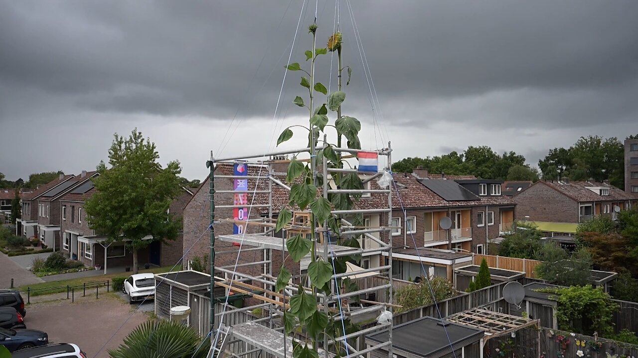 ¡No creerás qué altura alcanzó un girasol cultivado!