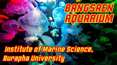 Ray Roams To Bangsaen Aquarium | Institute of Marine Science, Burapha Uni | Bangsaen | Thailand 🇹🇭