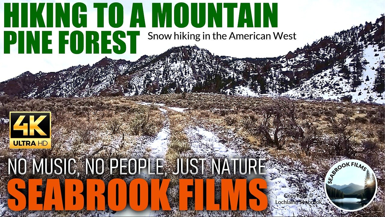 Hiking to a Mountain Pine Forest