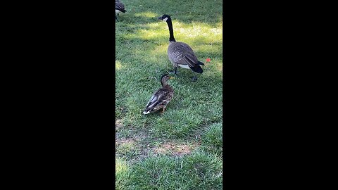 Canada Goose 🪿 & Mallard Duck 🦆 #shorts #followme #trending #viral #canadagoose #mallardducks