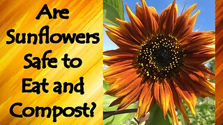Sunflowers, Phytoremediation, and Concerns