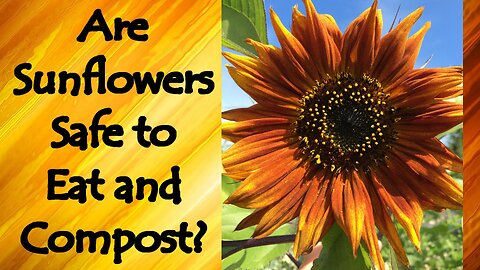 Sunflowers, Phytoremediation, and Concerns