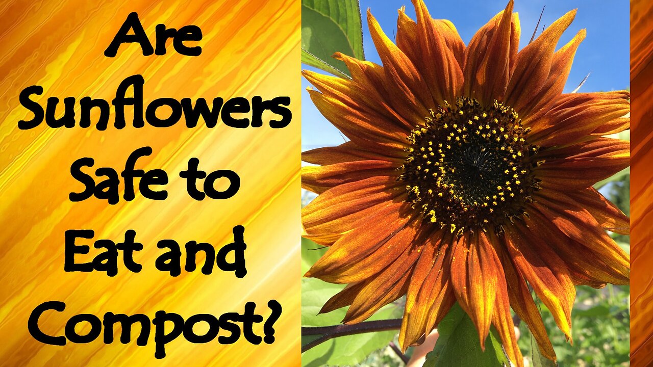 Sunflowers, Phytoremediation, and Concerns