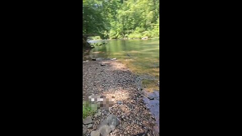 Dog practices swimming