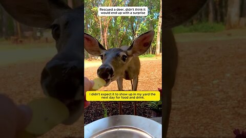 The deer was stuck in the canister and the man saved him