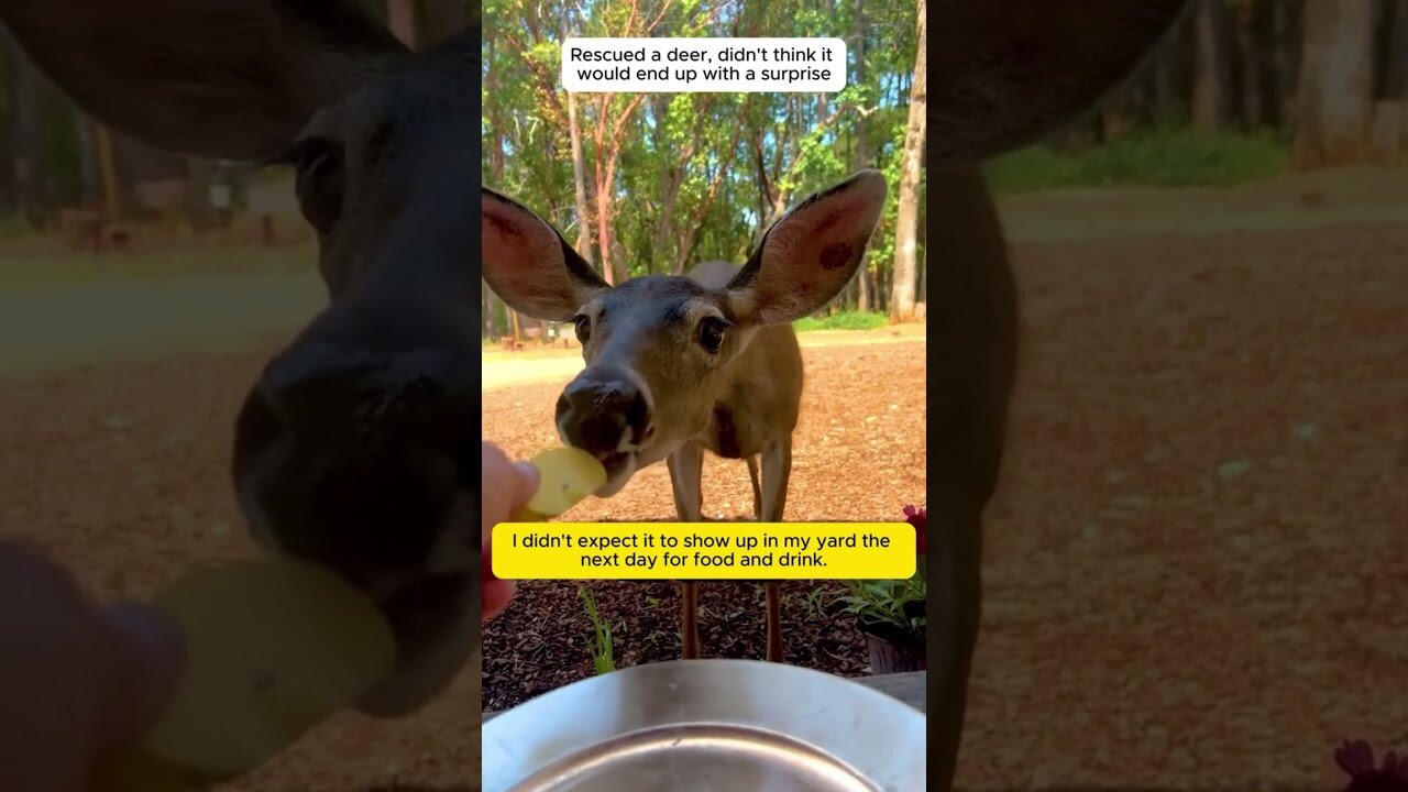 The deer was stuck in the canister and the man saved him