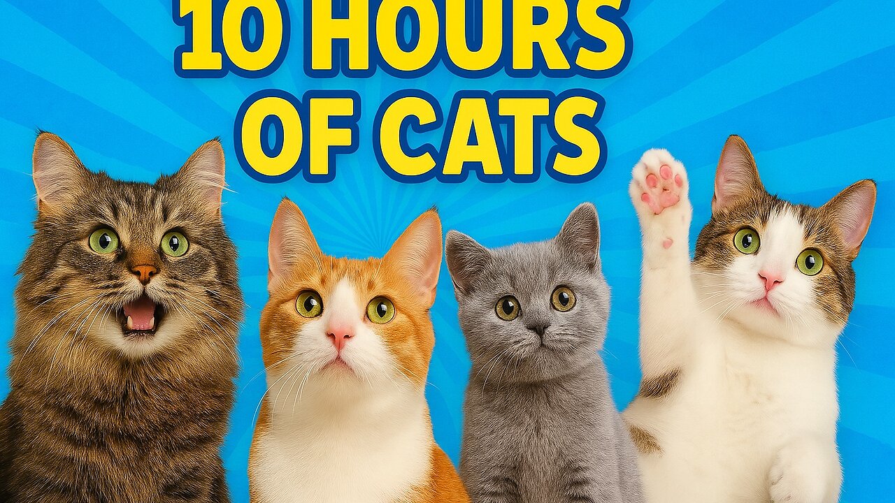 10 hours cat compilation