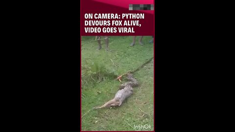 On Camera: Python Devours Fox Alive, Leaving People In Shock
