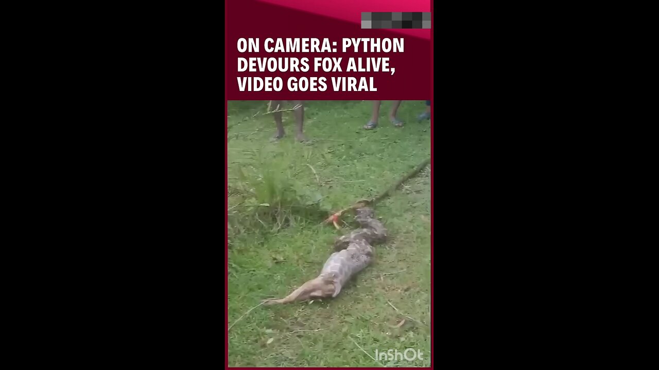 On Camera: Python Devours Fox Alive, Leaving People In Shock
