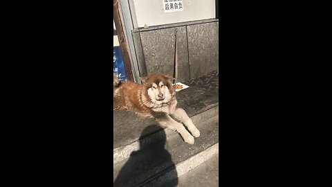 chill doggie 😅🖐️#chill #dogs #viral