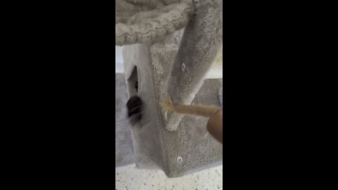 Baby Goes Crazy For Her New Cat Tree! | 4K