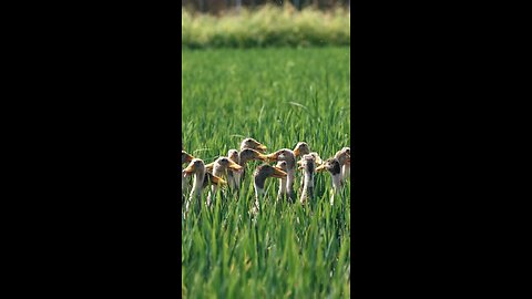 Patos trabajadores