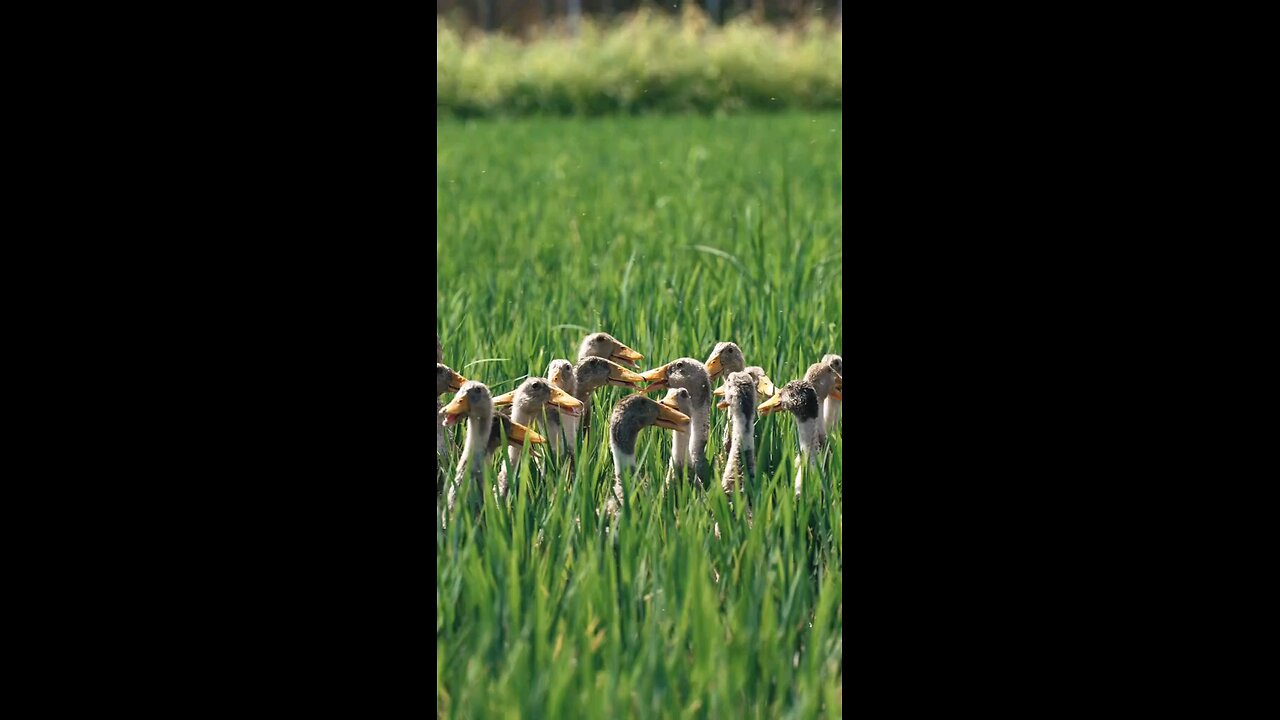 Patos trabajadores
