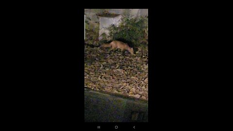 A Fox visits my cat feeding area