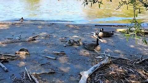 Two Gosling Families