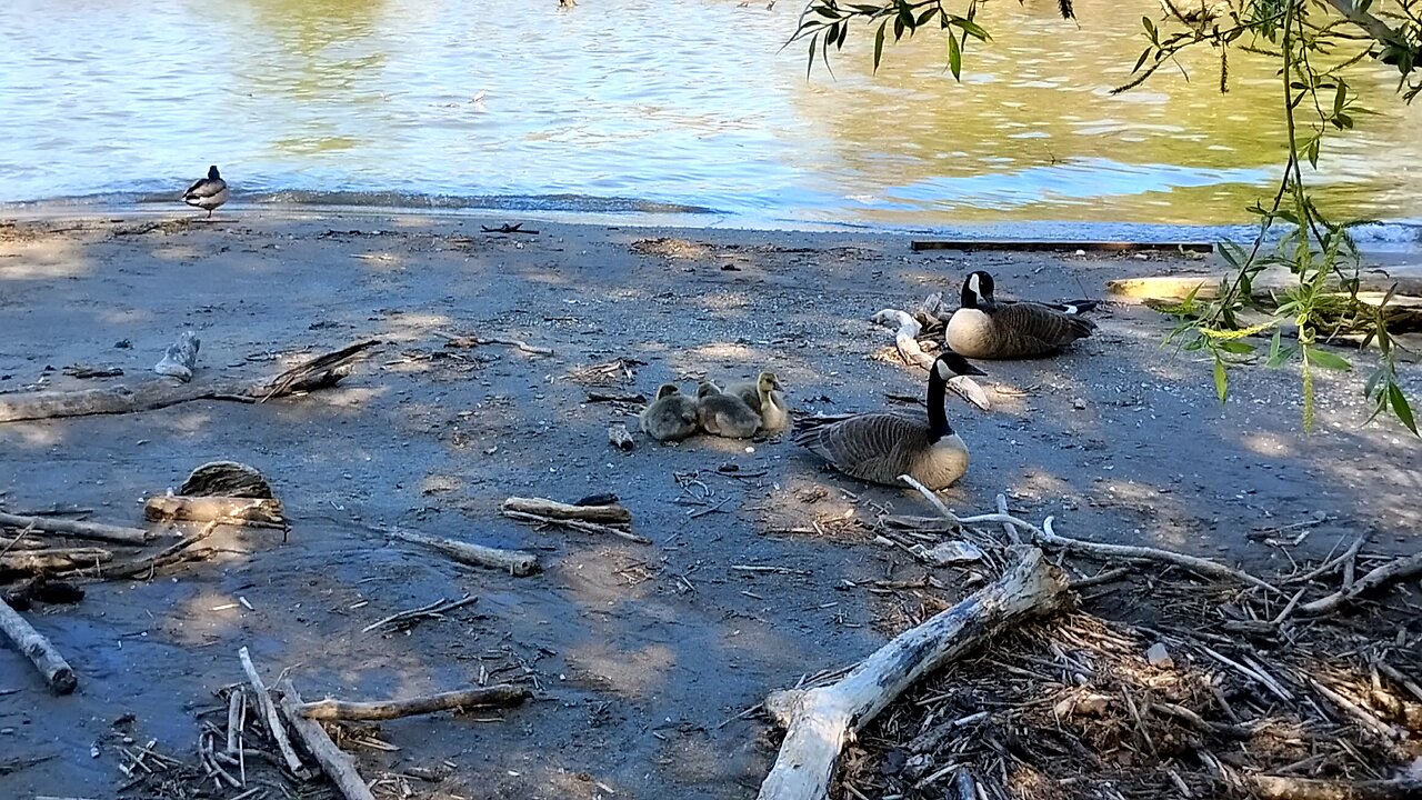 Two Gosling Families