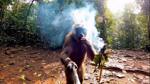 ✨crazy monkey🐵