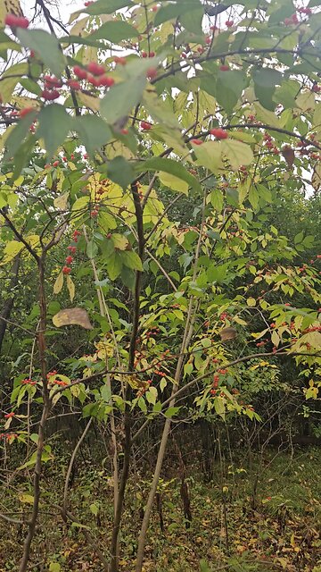 Any Idea What Type of Tree or Fruit/Berry?