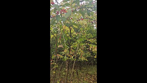Any Idea What Type of Tree or Fruit/Berry?