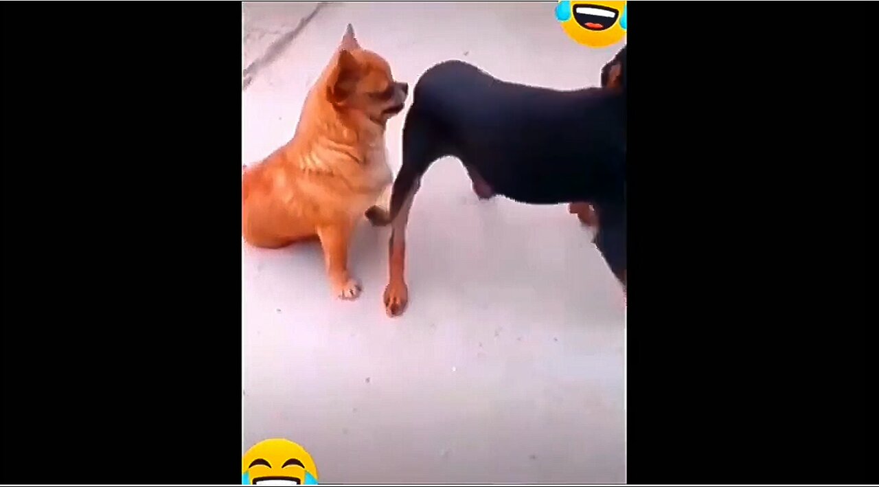 Funny Animals Fails: Cute and Comical Critters in Action!