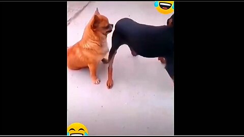 Funny Animals Fails: Cute and Comical Critters in Action!