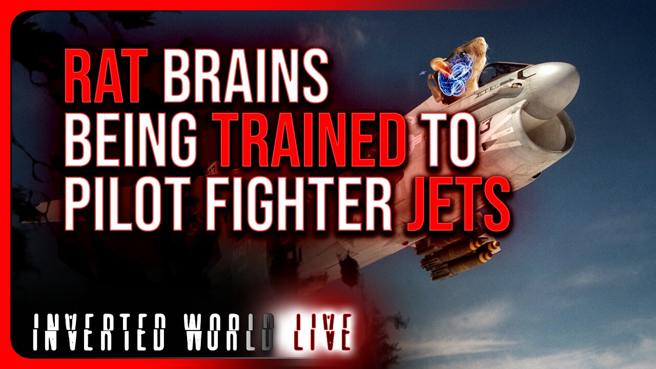 Rat Brains Being Trained to Pilot Fighter Jets