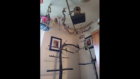 9 Clever Parrots