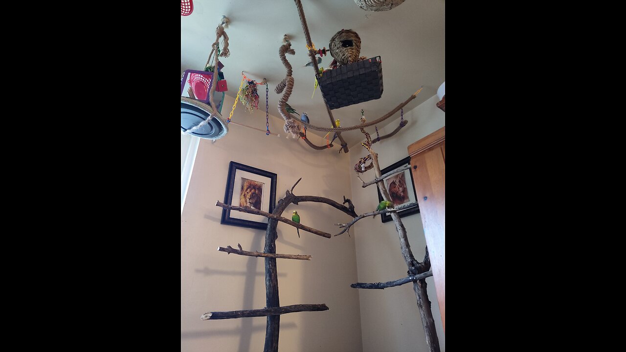 9 Clever Parrots