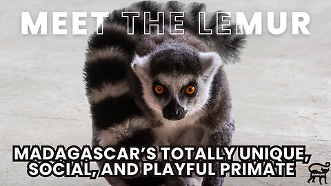 Meet the Lemur Madagascar’s Playful and Unique Primate!
