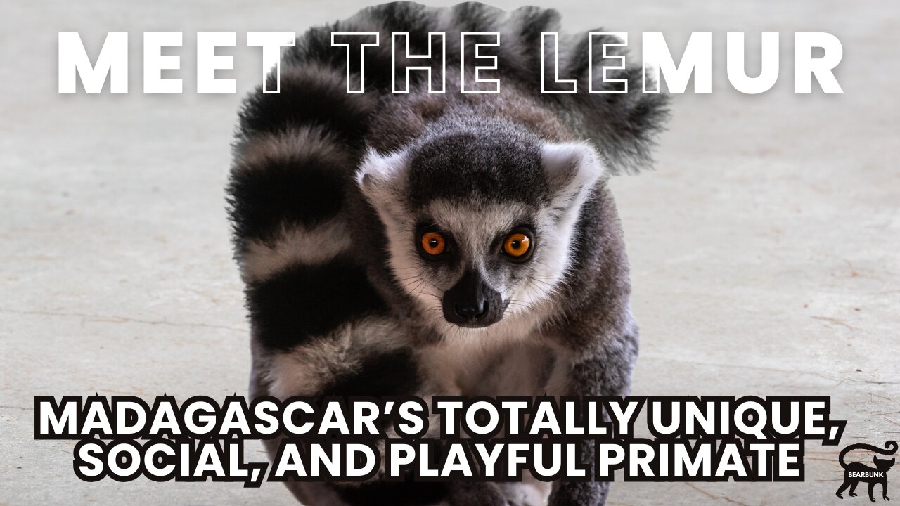 Meet the Lemur Madagascar’s Playful and Unique Primate!