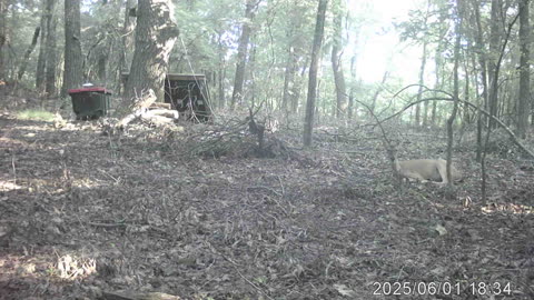 Guess the Deer Like the Build Site as Well