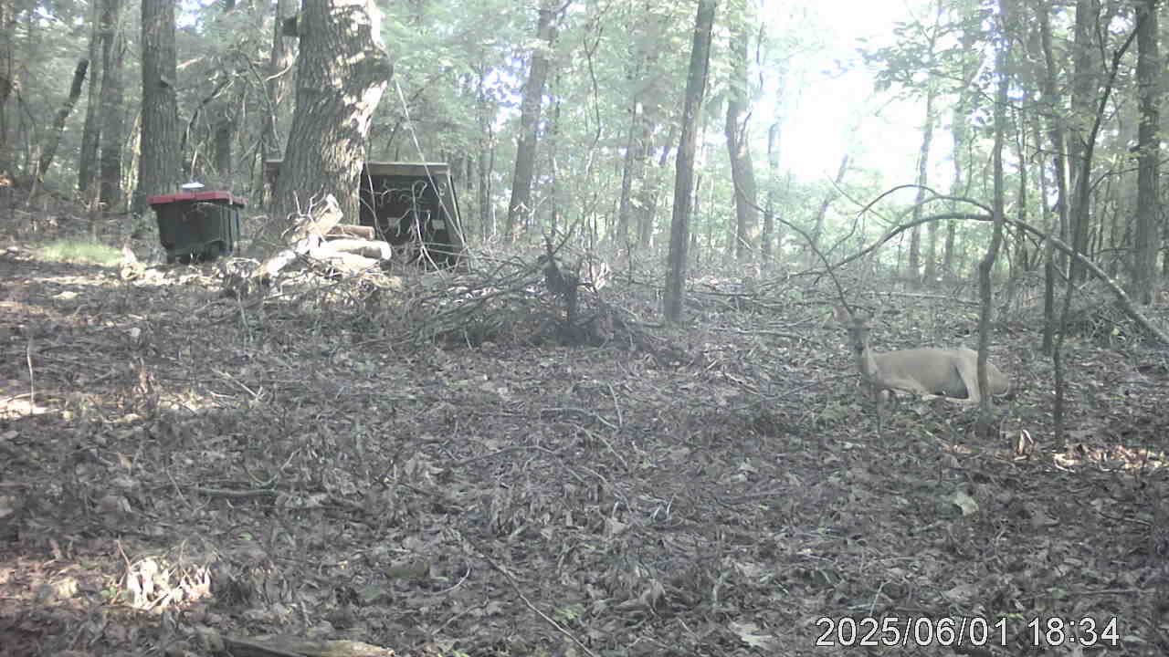 Guess the Deer Like the Build Site as Well