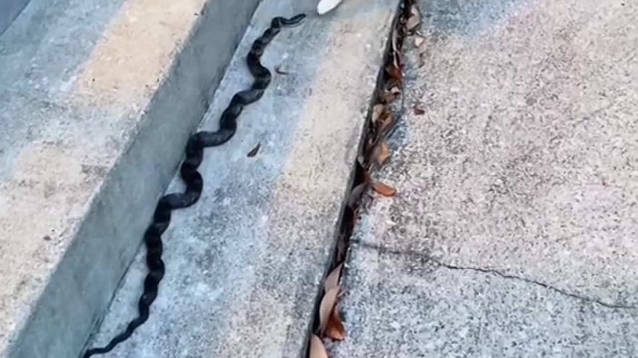 Funny Videos