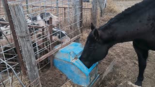 Trent Loos in the Morning - 2/06/2026