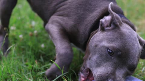 Curso para a detenção cães de raça perigosa