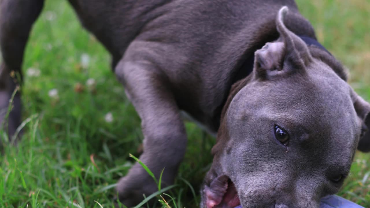 Curso para a detenção cães de raça perigosa