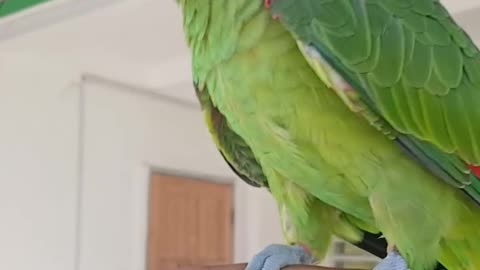 Parrot Summoning Skills on Point 🦜✨”