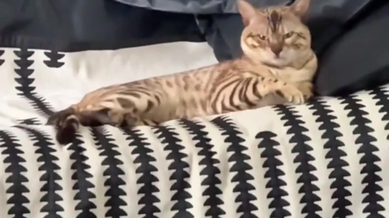 😂🐱 Cat's Reaction to His Own Tail! | FunFM
