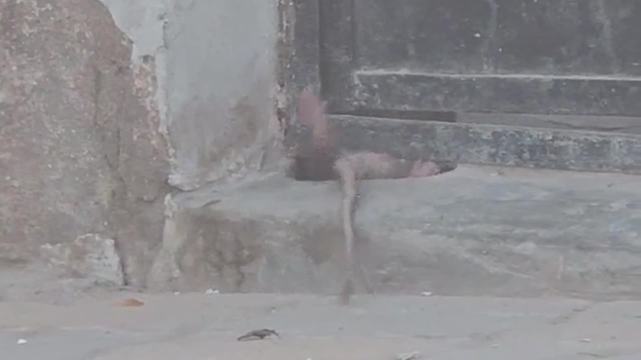 🤣🚀 Rat Edition : Miss0ion impossible... | FunFM