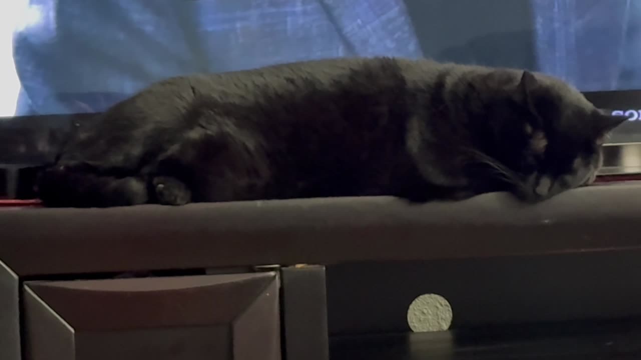 Cute Precious Piper Enhances the TV Watching Experience - Adopting a Cat from a Shelter Vlog