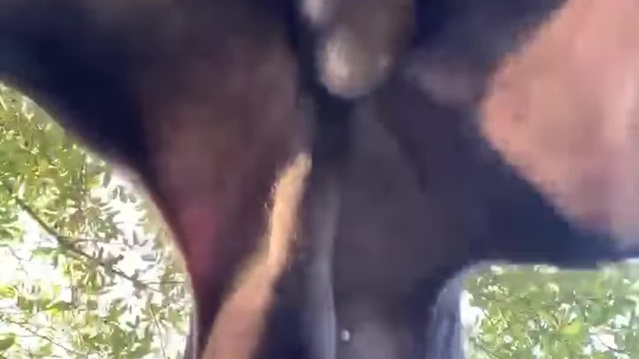 🤣🤣🤣🤣#funnyanimals,