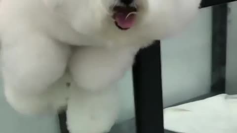 funny animals