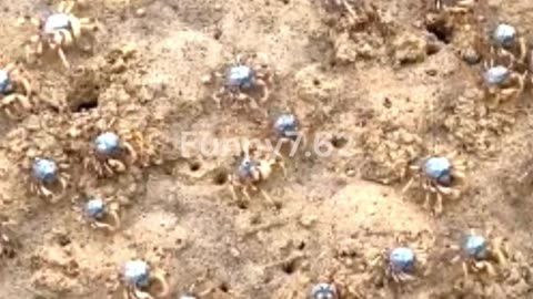 What Are Barnacles?