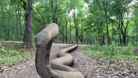 A Big python attack a girl